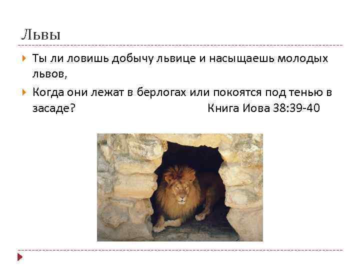 Львы Ты ли ловишь добычу львице и насыщаешь молодых львов, Когда они лежат в