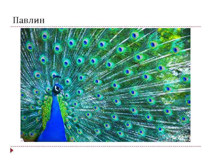 Павлин 