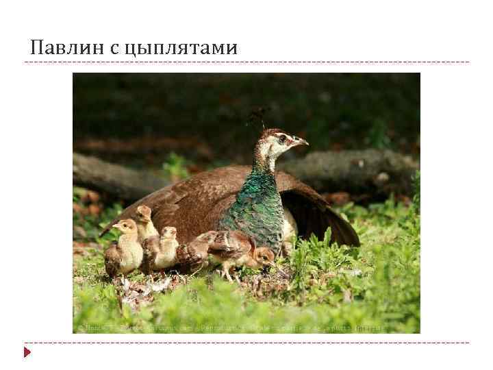 Павлин с цыплятами 