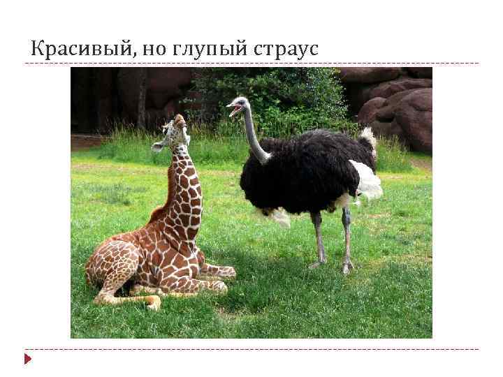 Красивый, но глупый страус 
