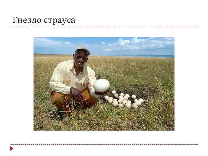 Гнездо страуса 