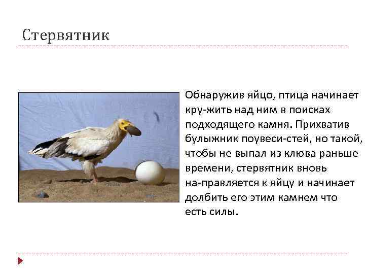Стервятник Обнаружив яйцо, птица начинает кру жить над ним в поисках подходящего камня. Прихватив