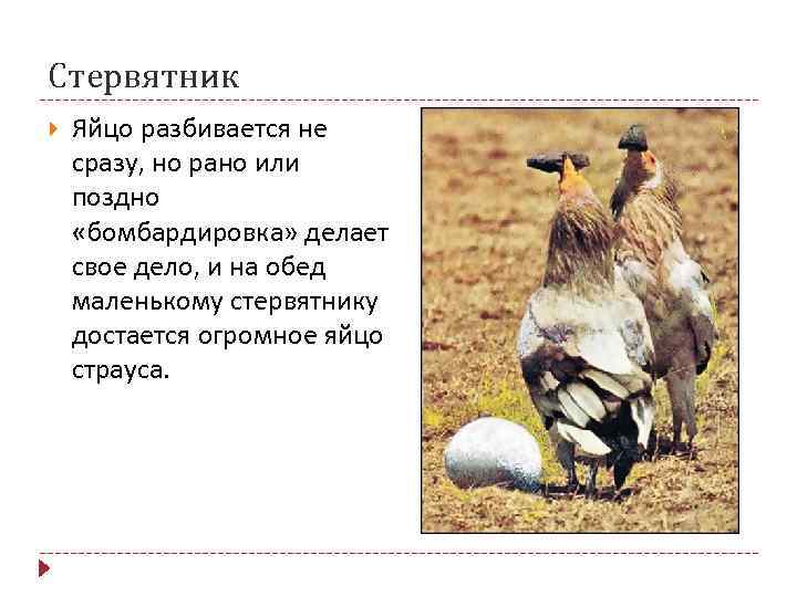 Стервятник Яйцо разбивается не сразу, но рано или поздно «бомбардировка» делает свое дело, и