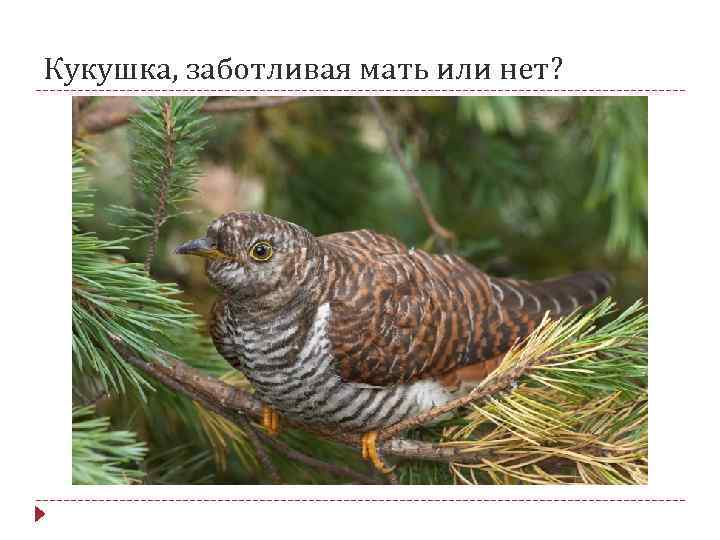 Кукушка, заботливая мать или нет? 