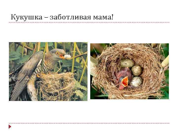 Кукушка – заботливая мама! 