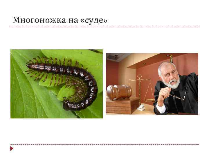 Многоножка на «суде» 