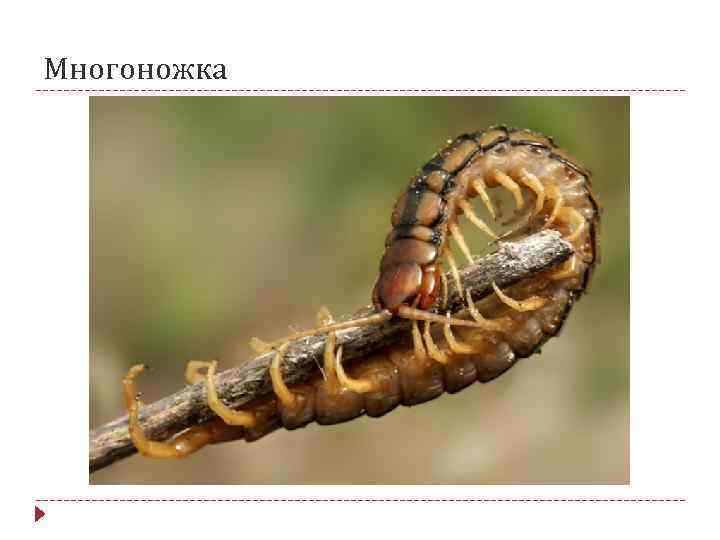Многоножка 