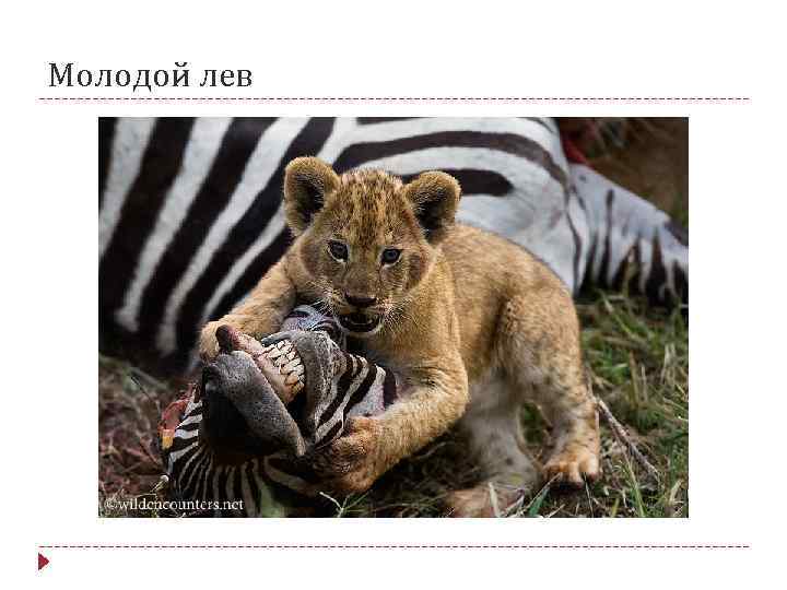 Молодой лев 