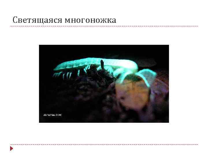 Светящаяся многоножка 