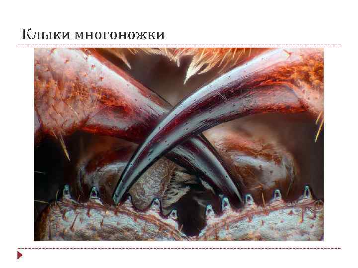 Клыки многоножки 