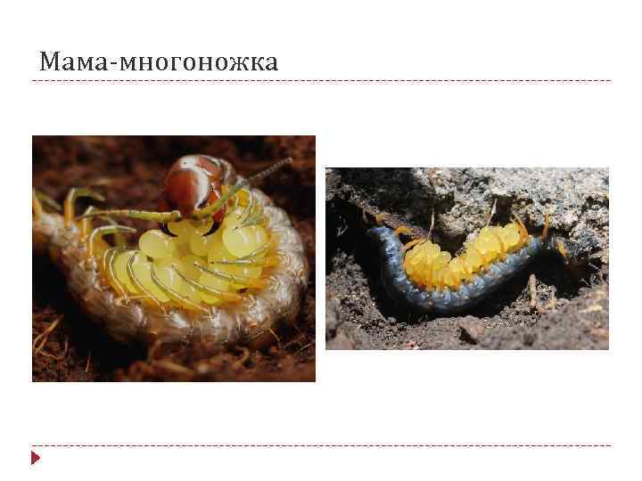 Мама-многоножка 