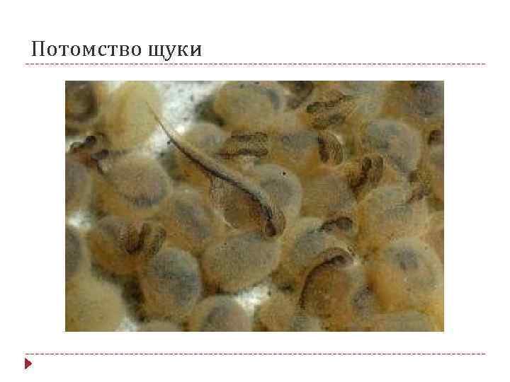 Потомство щуки 