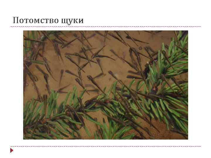 Потомство щуки 