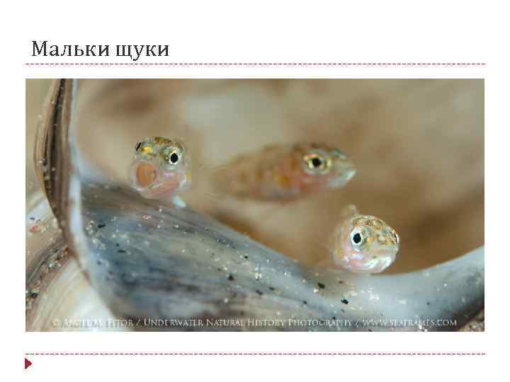 Мальки щуки 