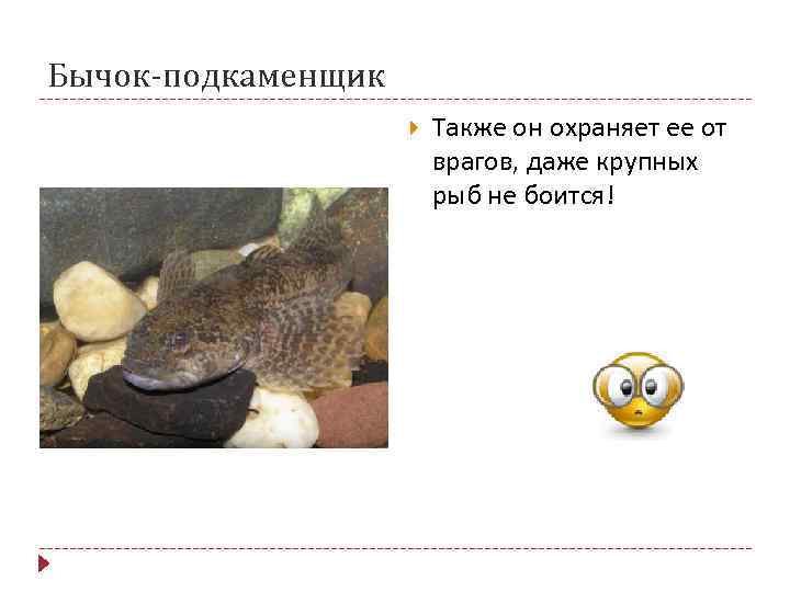 Бычок-подкаменщик Также он охраняет ее от врагов, даже крупных рыб не боится! 