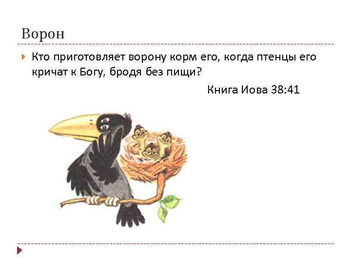 Ворон Кто приготовляет ворону корм его, когда птенцы его кричат к Богу, бродя без