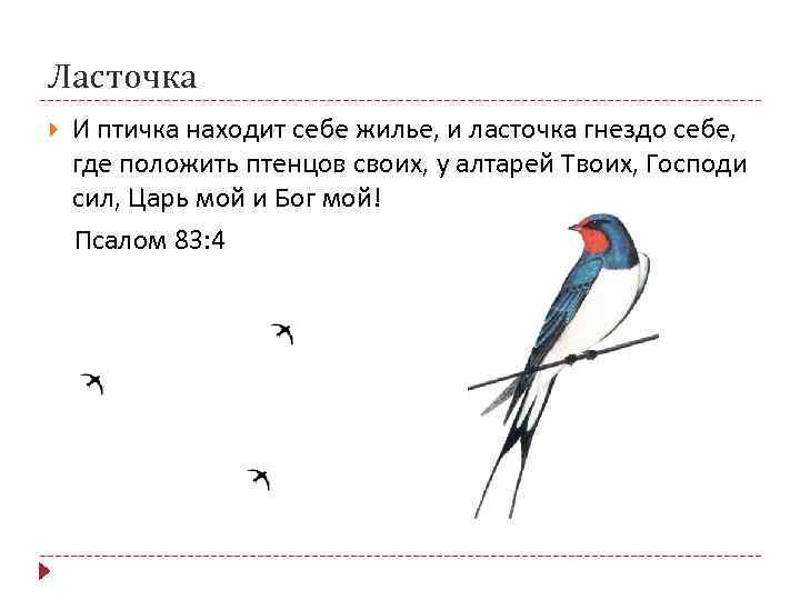 Ласточка И птичка находит себе жилье, и ласточка гнездо себе, где положить птенцов своих,