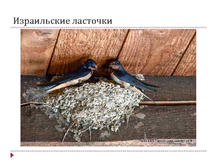 Израильские ласточки 