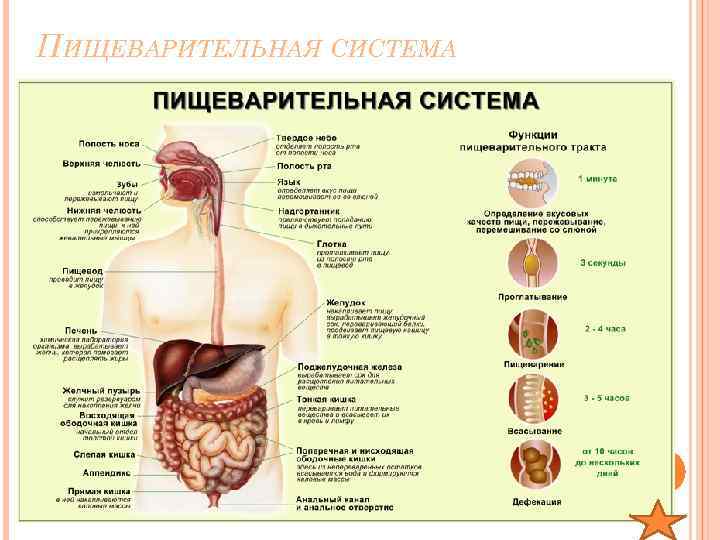 ПИЩЕВАРИТЕЛЬНАЯ СИСТЕМА 