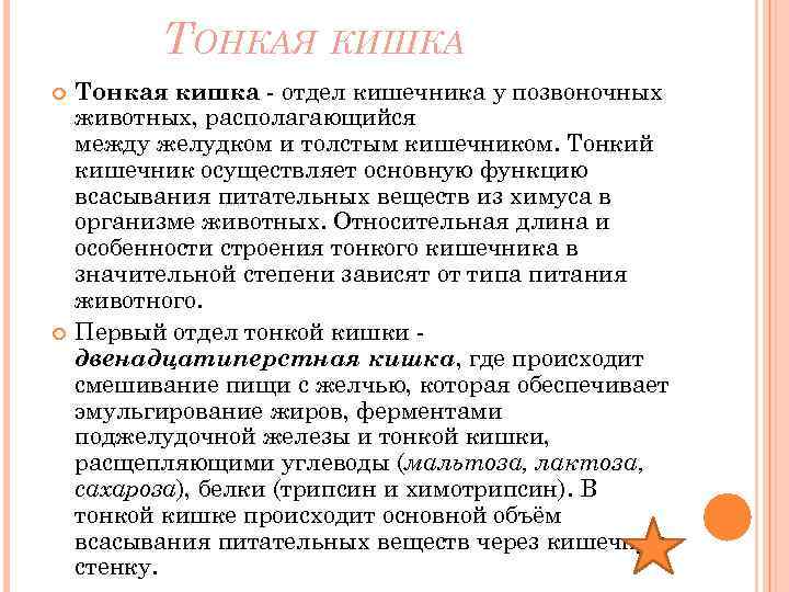 ТОНКАЯ КИШКА Тонкая кишка - отдел кишечника у позвоночных животных, располагающийся между желудком и