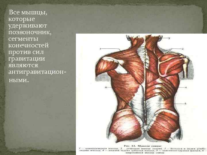  Все мышцы, которые удерживают позвоночник, сегменты конечностей против сил гравитации являются антигравитацион ными.