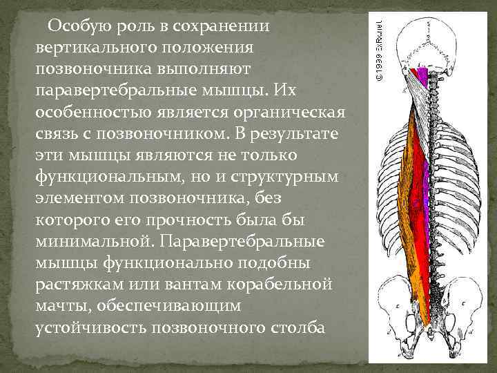  Особую роль в сохранении вертикального положения позвоночника выполняют паравертебральные мышцы. Их особенностью является