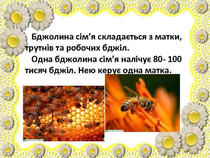 Бджолина сім’я складається з матки, трутнів та робочих бджіл. Одна бджолина сім’я налічує 80