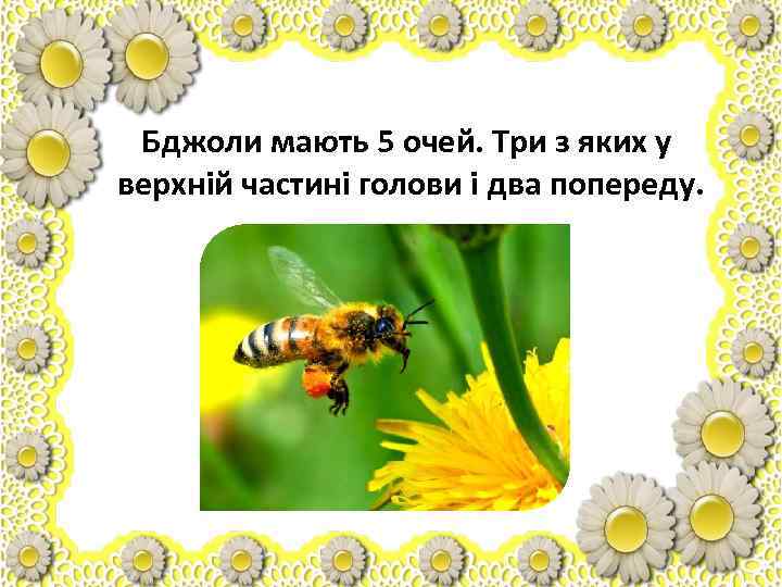  Бджоли мають 5 очей. Три з яких у верхній частині голови і два