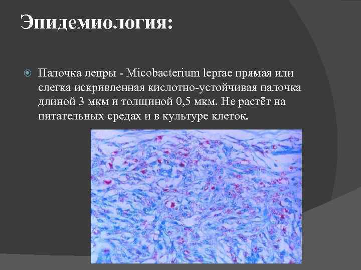 Эпидемиология: Палочка лепры - Micobacterium leprae прямая или слегка искривленная кислотно-устойчивая палочка длиной 3