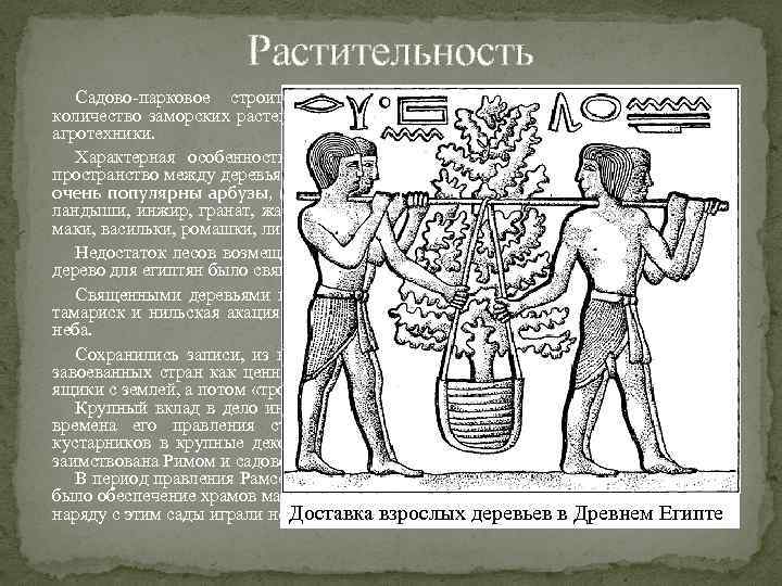 Растительность Садово-парковое строительство Древнего Египта использовало большое количество заморских растений и цветов, что свидетельствует