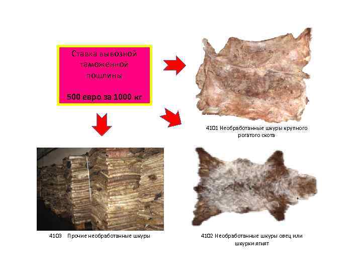 Ставка вывозной таможенной пошлины 500 евро за 1000 кг 4101 Необработанные шкуры крупного рогатого