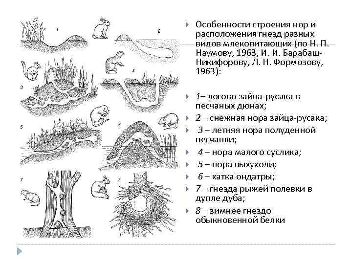 Схема норы суслика