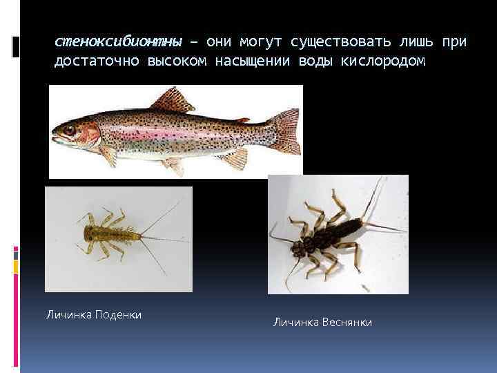 стеноксибионтны – они могут существовать лишь при достаточно высоком насыщении воды кислородом Личинка Поденки