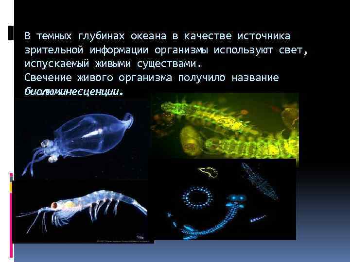 Организмы использующие для питания. Название живых организмов обитающих в данной среде. Как приспособились живые организмы к водной среде. Информация о живой сущности в океане. Рыбы в глубинах океана вечной темноте.