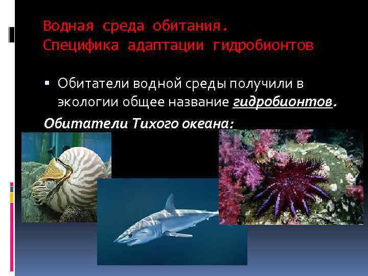 Особенности обитания живых организмов в океане