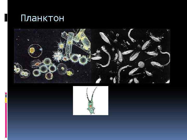 Планктон это организмы