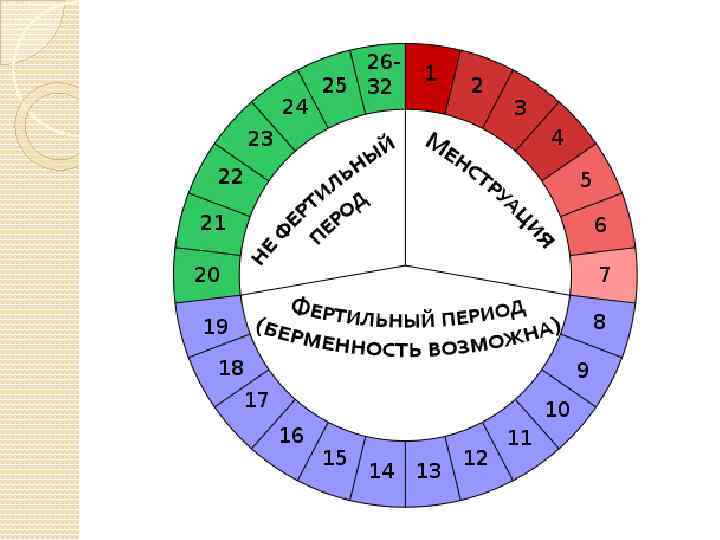 Цикл месячных 24 дня. Вероятность забеременеть цикл. Период фертильности. Ритмический метод контрацепции. Цикл месячных вероятность зачатия.