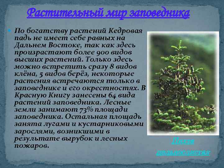 Растительный мир заповедника По богатству растений Кедровая падь не имеет себе равных на Дальнем