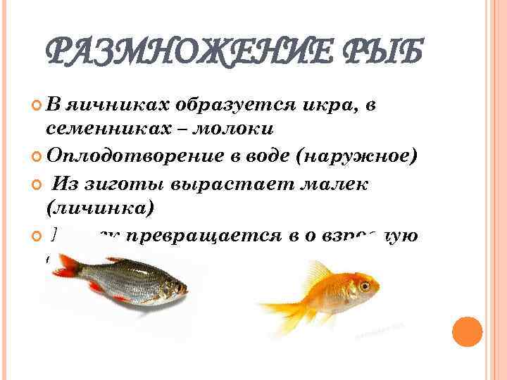 Почему рыб необходимо охранять. Размножение рыб. Интересные факты о размножении рыб. Типы размножения рыб. Рыба в воде размножаются.