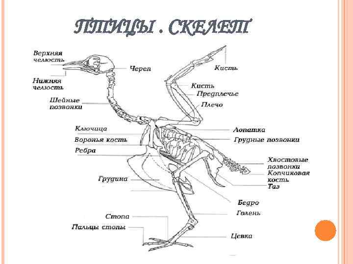 ПТИЦЫ. СКЕЛЕТ 