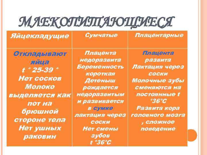 МЛЕКОПИТАЮЩИЕСЯ Яйцекладущие Откладывают яйца t ° 25 -39 ° Нет сосков Молоко выделяется как