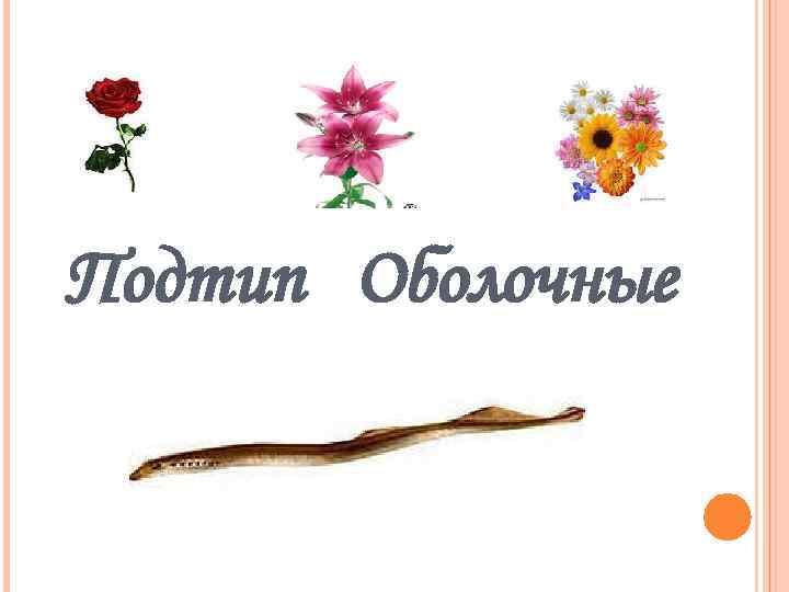 Подтип Оболочные 