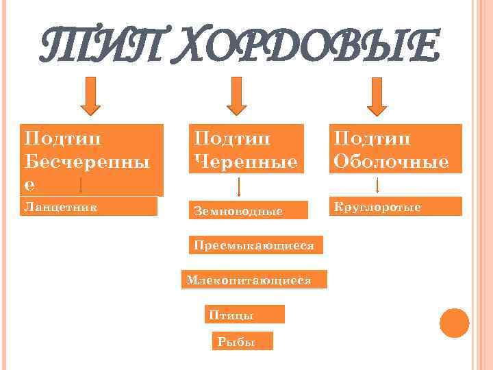 ТИП ХОРДОВЫЕ Подтип Бесчерепны е Подтип Черепные Подтип Оболочные Ланцетник Земноводные Круглоротые Пресмыкающиеся Млекопитающиеся