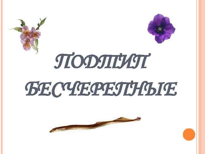 ПОДТИП БЕСЧЕРЕПНЫЕ 