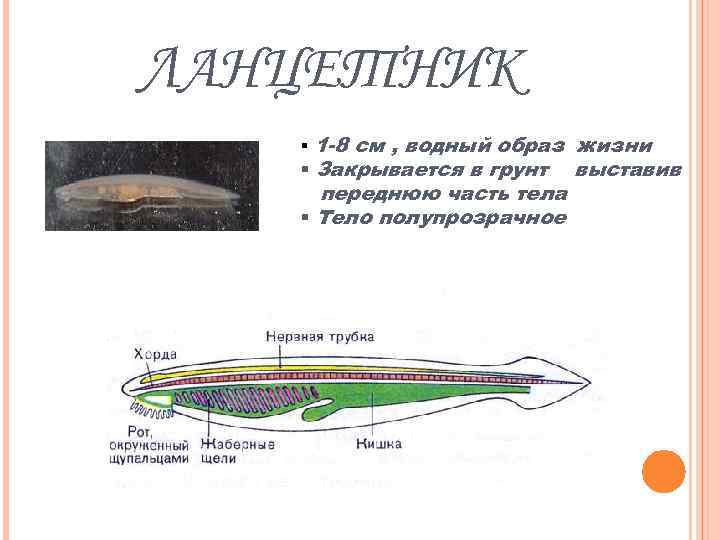 ЛАНЦЕТНИК § 1 -8 см , водный образ жизни § Закрывается в грунт выставив