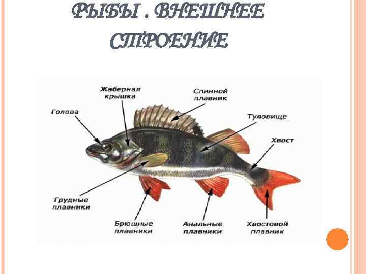 РЫБЫ. ВНЕШНЕЕ СТРОЕНИЕ 