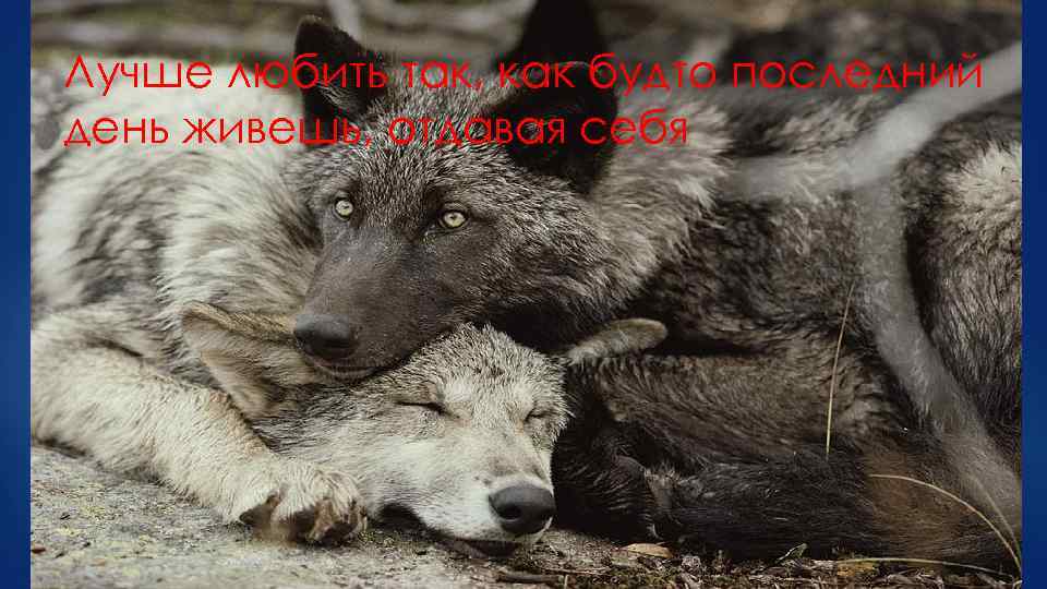 Лучше любить так, как будто последний день живешь, отдавая себя 