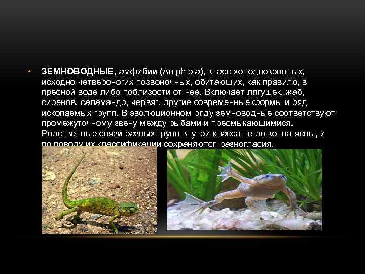  • ЗЕМНОВОДНЫЕ, амфибии (Amphibia), класс холоднокровных, исходно четвероногих позвоночных, обитающих, как правило, в