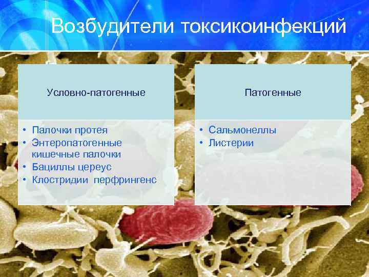 Возбудители токсикоинфекций Условно-патогенные • Палочки протея • Энтеропатогенные кишечные палочки • Бациллы цереус •