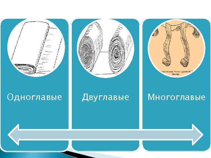 Одноглавые Двуглавые Многоглавые 